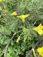 Oxalis pes-caprae