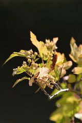 Physocarpus malvaceus