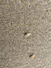 Eumalacostraca