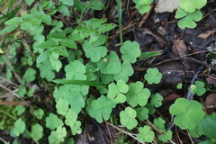 Oxalis acetosella
