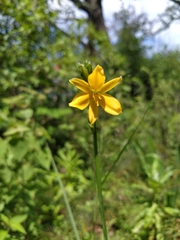 Echeandia flavescens