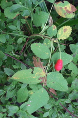 Rosa acicularis
