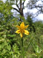 Echeandia flavescens