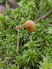 Galerina hybrida