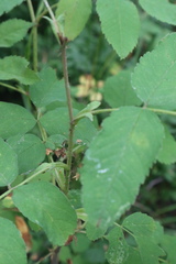 Rosa acicularis