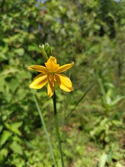 Echeandia flavescens