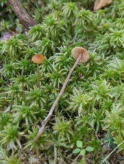 Galerina hybrida