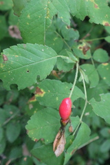 Rosa acicularis