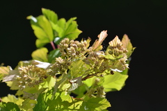 Physocarpus malvaceus