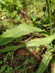 Echeandia flavescens