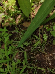 Echeandia flavescens