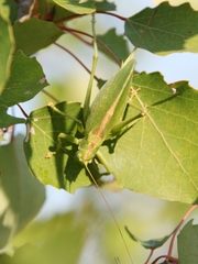 Tettigonia cantans