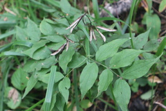 Lathyrus vernus
