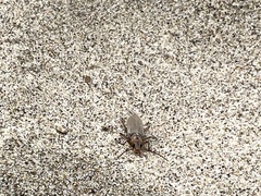 Copidita quadrimaculata
