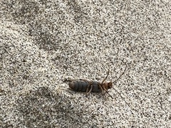 Copidita quadrimaculata