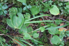 Maianthemum bifolium