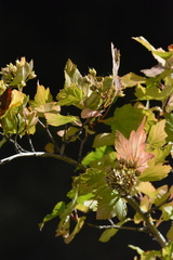 Physocarpus malvaceus