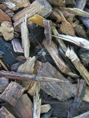 Phalangium opilio