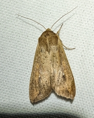 Mythimna unipuncta