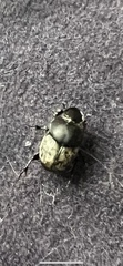 Onthophagus nuchicornis
