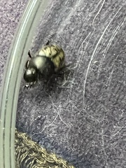 Onthophagus nuchicornis