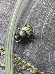 Onthophagus nuchicornis
