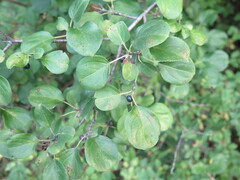 Rhamnus