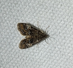 Elophila obliteralis