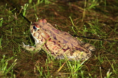 Sclerophrys garmani