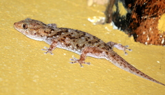 Chondrodactylus turneri