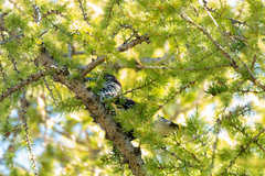 Nucifraga caryocatactes