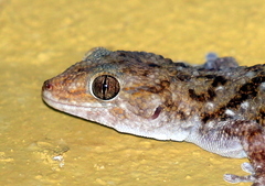 Chondrodactylus turneri
