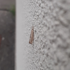 Agriphila geniculea