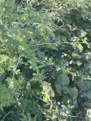Lespedeza floribunda