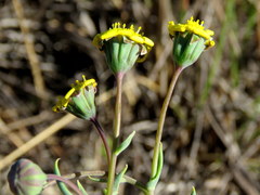 Othonninae