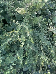 Lespedeza floribunda