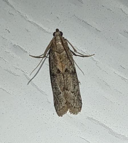 Beehive Honey Moth photo 4