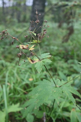 Geranium sylvaticum