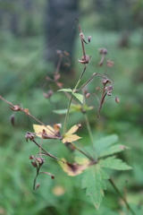 Geranium sylvaticum