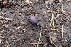 Scaphinotus angusticollis