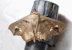 Lopharthrum comprimens