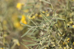 Senna artemisioides quadrifolia
