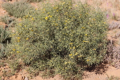 Senna artemisioides quadrifolia