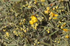 Senna artemisioides quadrifolia