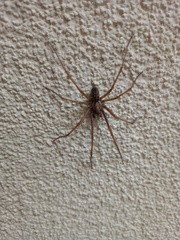Eratigena atrica