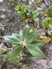 Arctostaphylos columbiana