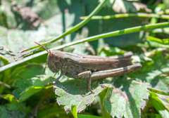 Chorthippus dorsatus