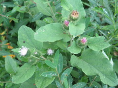 Arctium minus