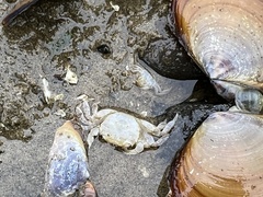 Hemigrapsus oregonensis