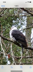 Columba leucomela